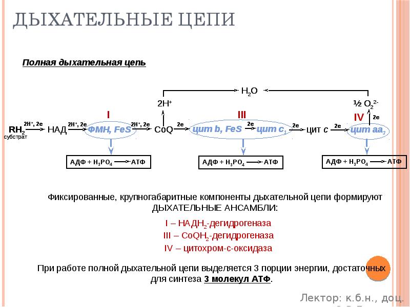 Дыхательные цепи
