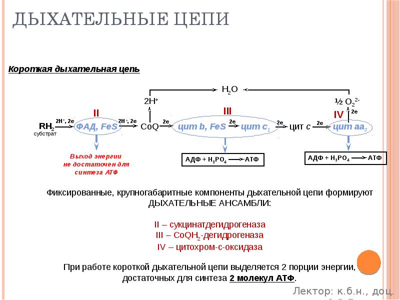 Синтез 2 молекул атф. Синтез АТФ В дыхательной цепи. Активаторы дыхательной цепи. Синтез АТФ из АДФ. АТФ синтаза в дыхательной цепи.