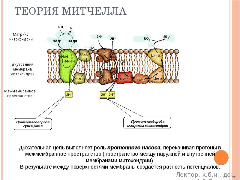Теория Митчелла