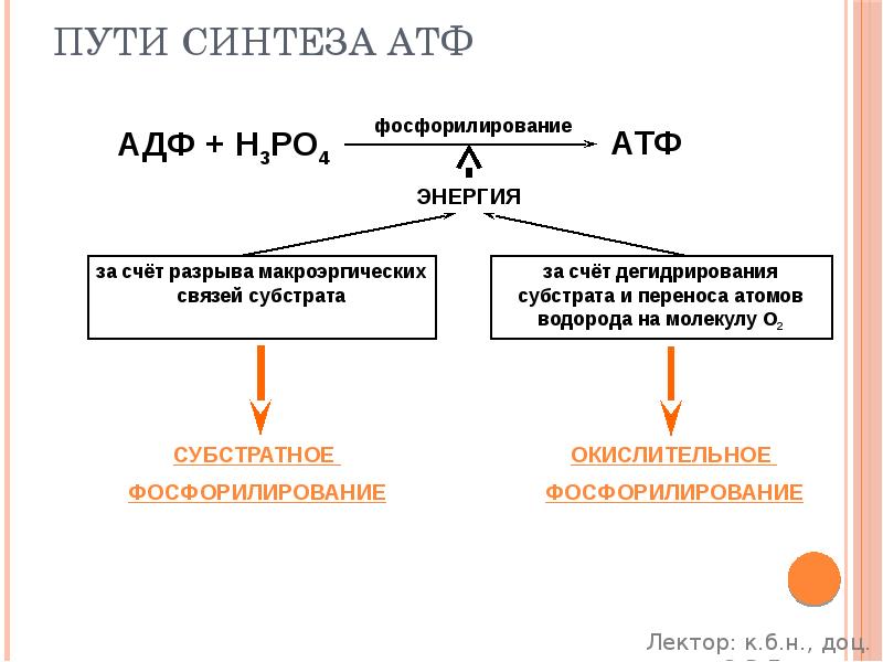 Пути синтеза АТФ