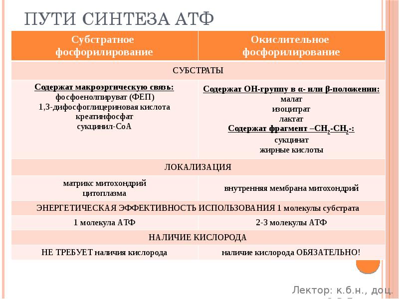 Пути синтеза АТФ