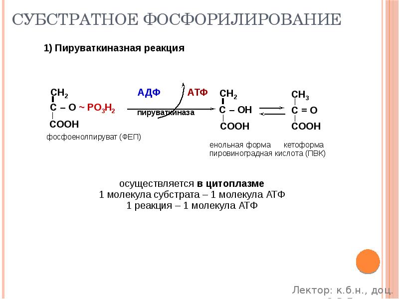 Активность окислительного фосфорилирования