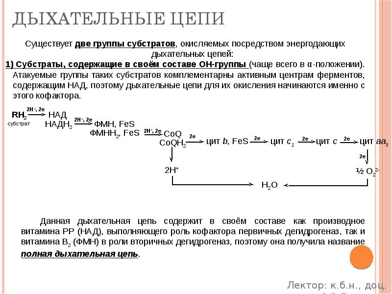 Дыхательные цепи
