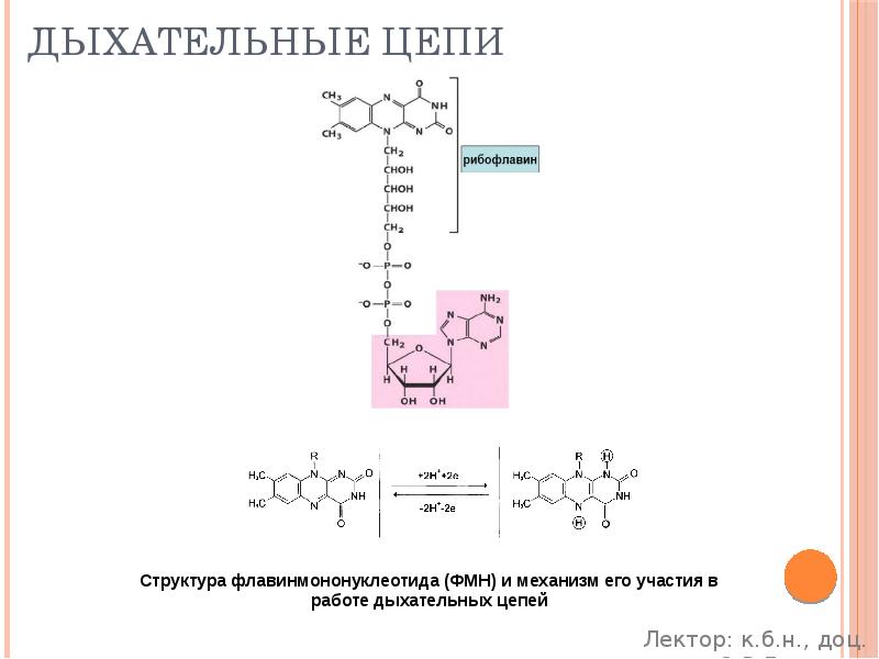 Дыхательные цепи