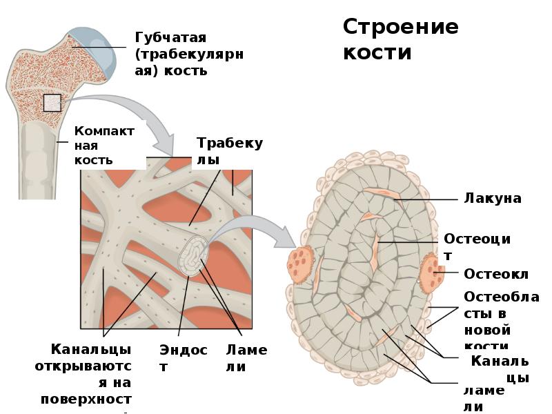 Трабекулярный рисунок кости