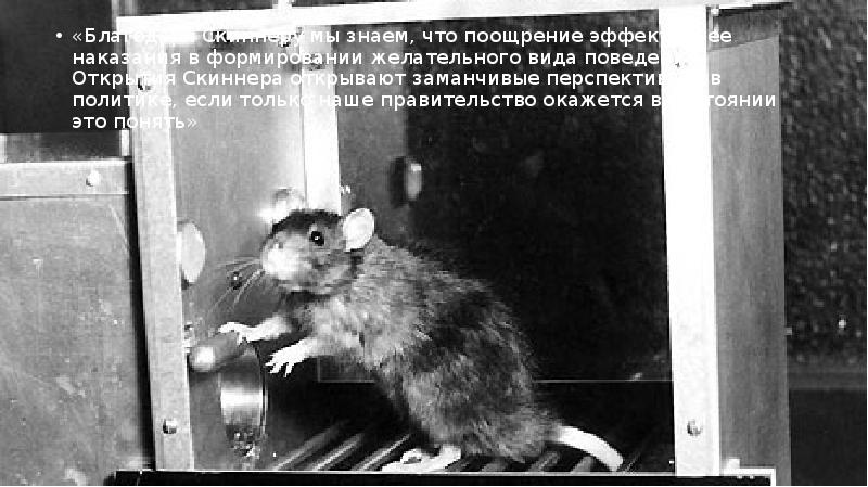 На фотографии изображена камера скиннера в которой содержится крыса