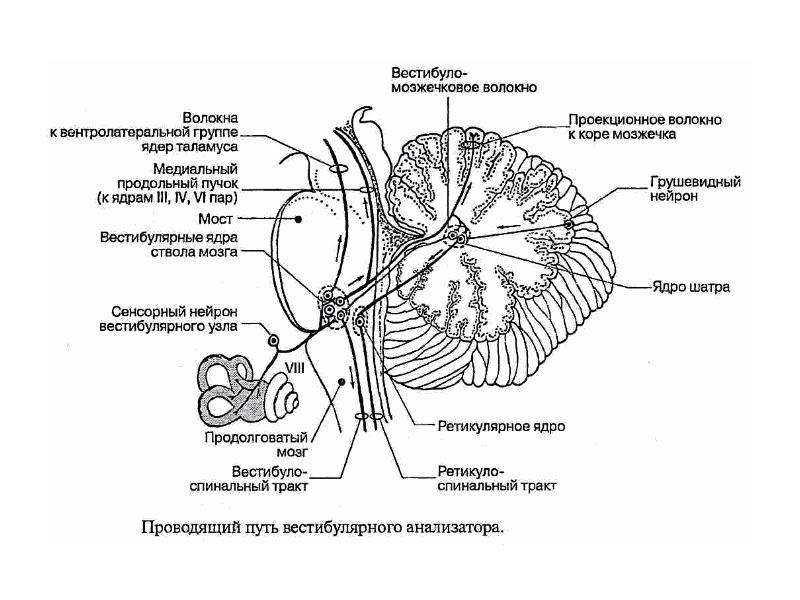 Общая схема сенсорной системы