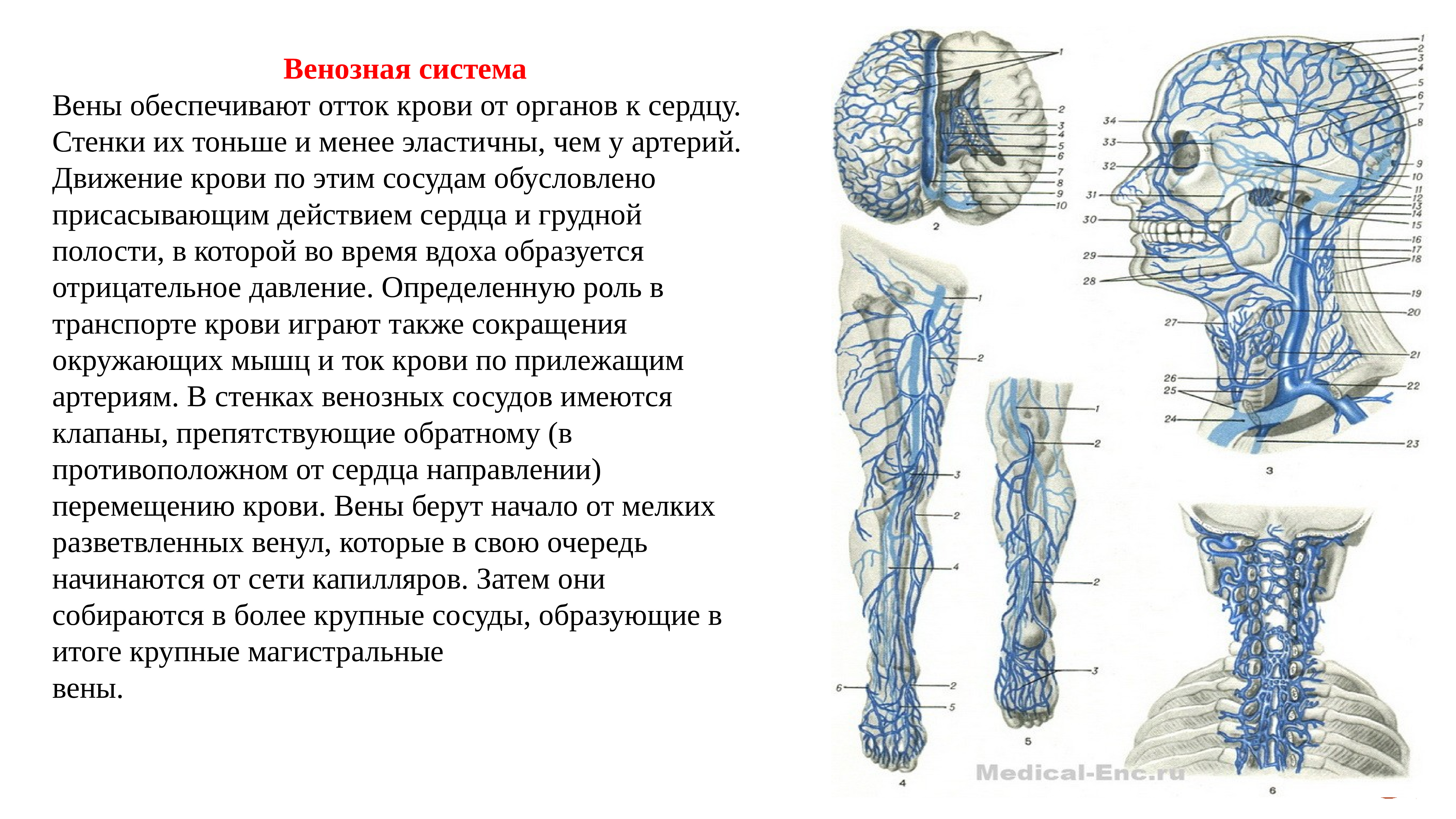 вены человека анатомия