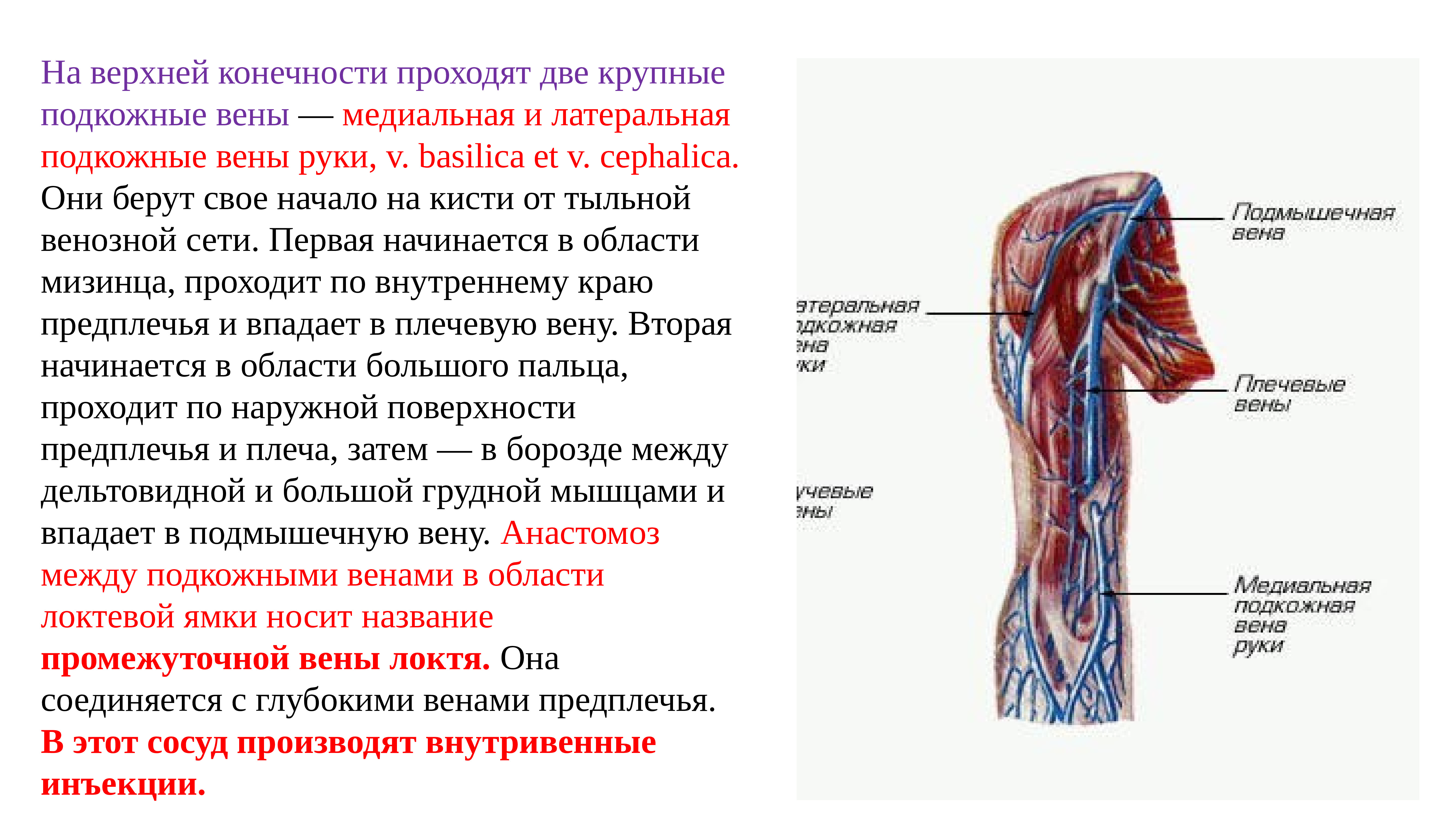 вены руки анатомия