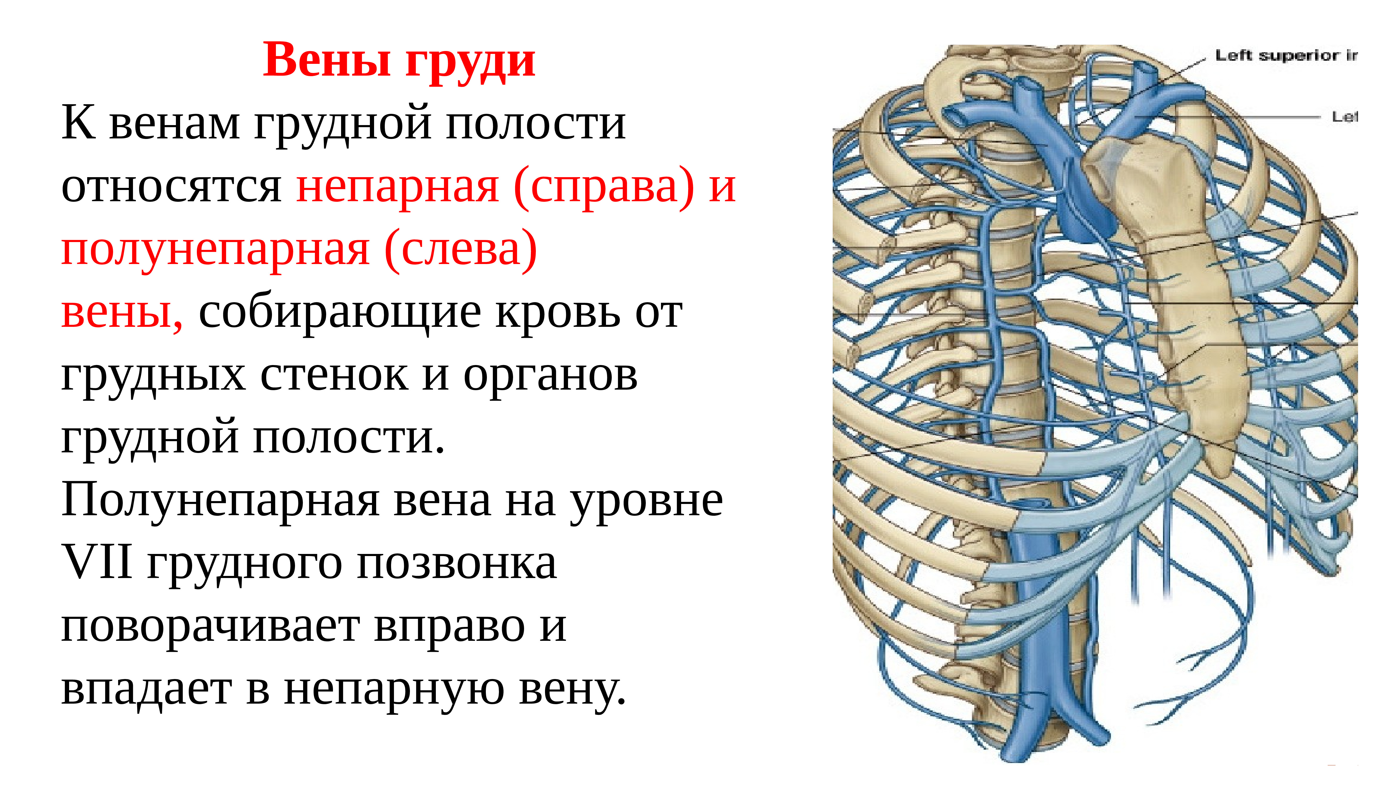 Вены грудной полости схема