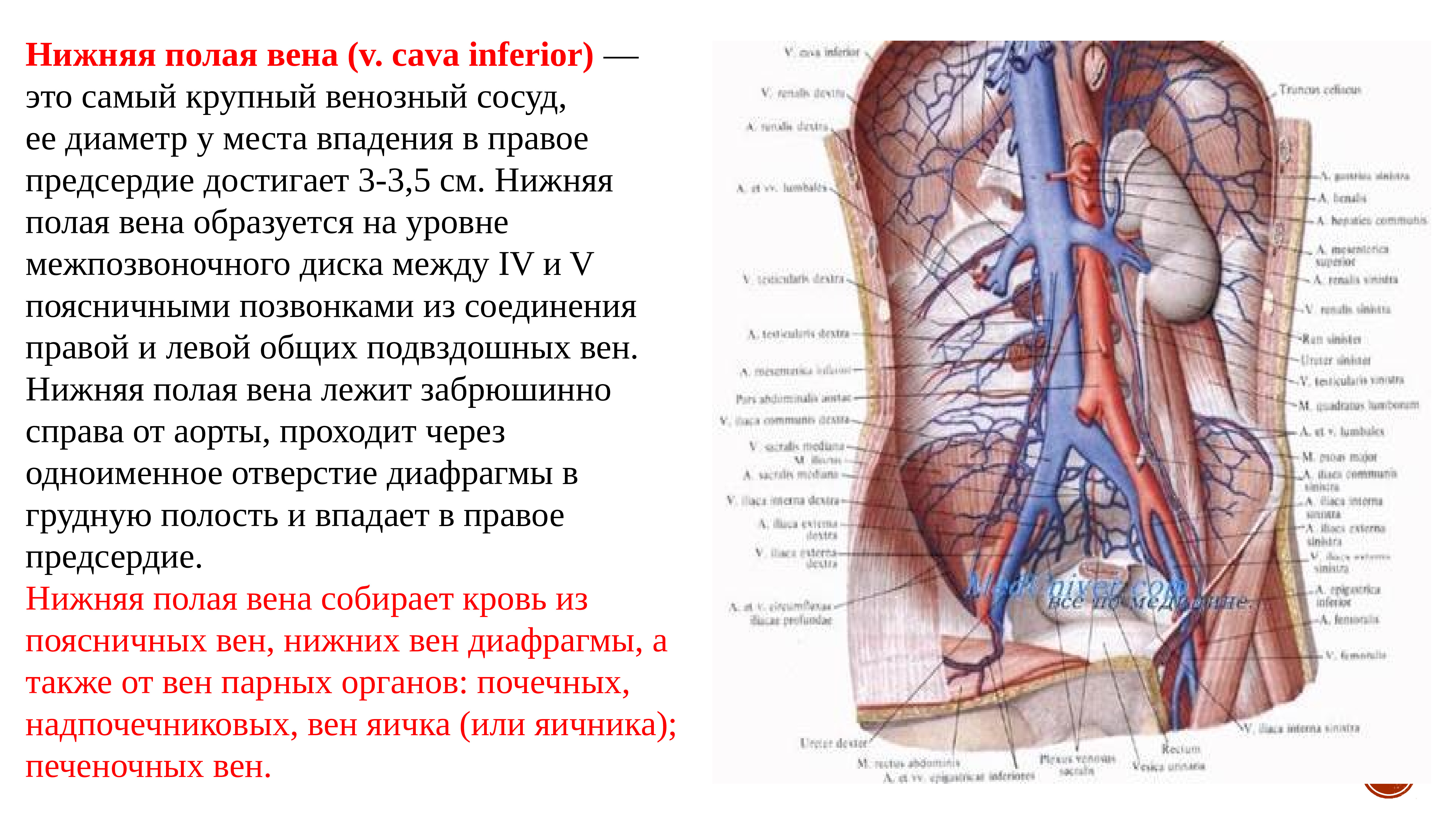 Сосуд собирающий кровь от органов брюшной полости. Нижняя полая Вена (v. Cava inferior). Нижняя полая Вена висцеральные притоки. Нижняя полая Вена анатомия впадает. Нижняя полая Вена система.