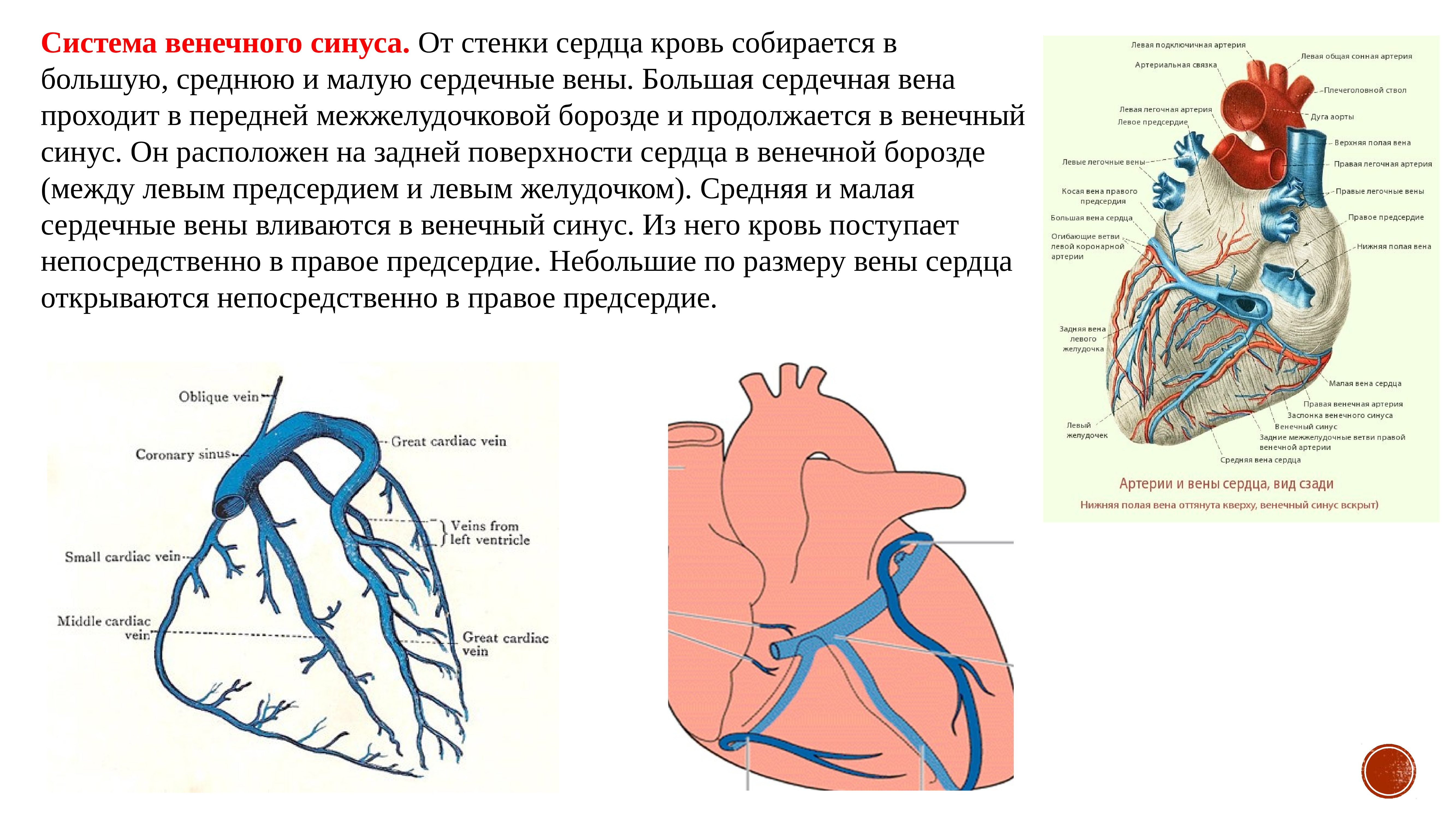Левое предсердие какие вены. Вена системы венечного синуса сердца. Вены сердца 3 системы система вен венечного синуса. Схема сосудов венечного круга кровообращения. Венечный коронарный круг кровообращения.
