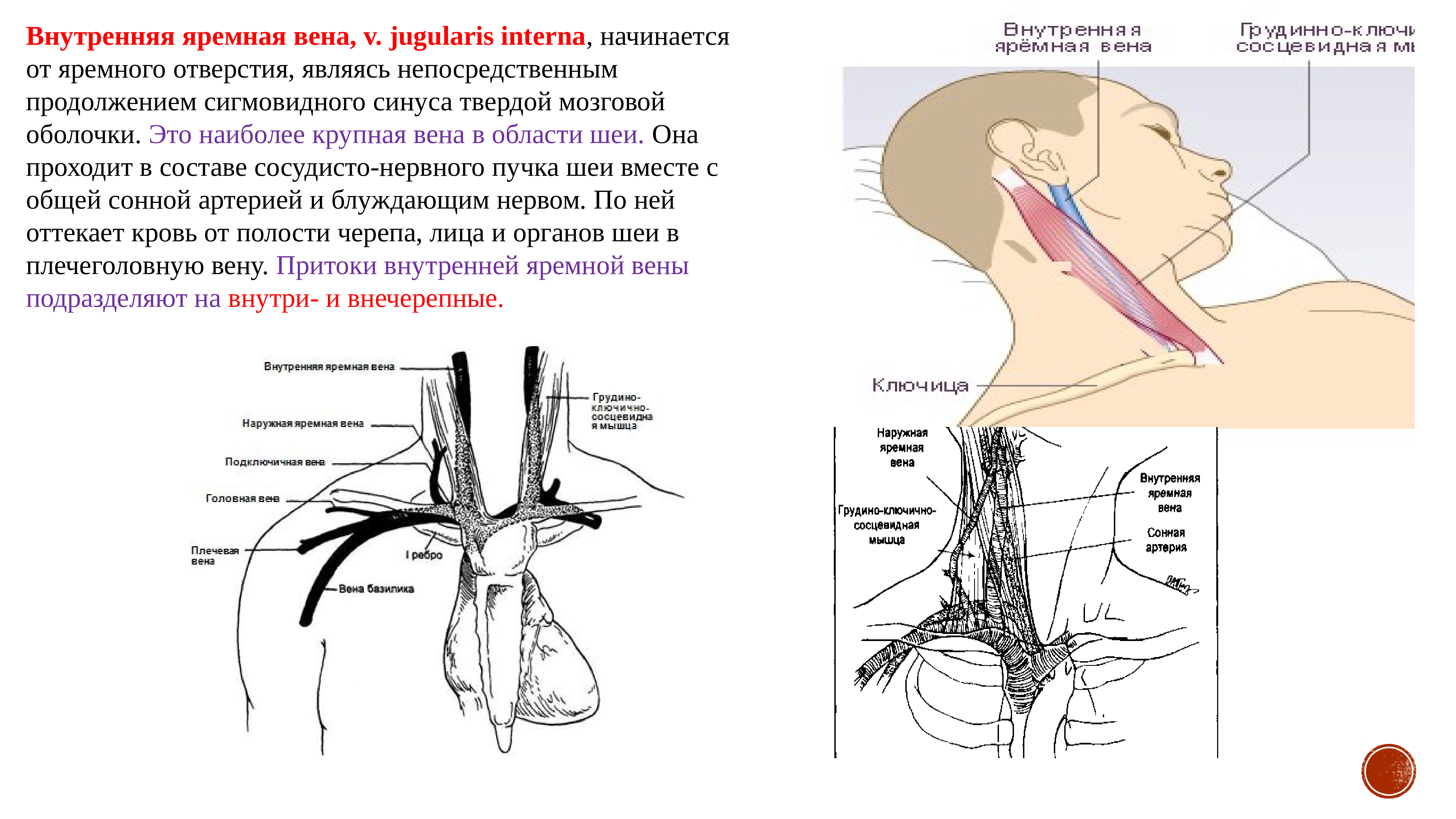 Внутренняя яремная Вена анатомия топография