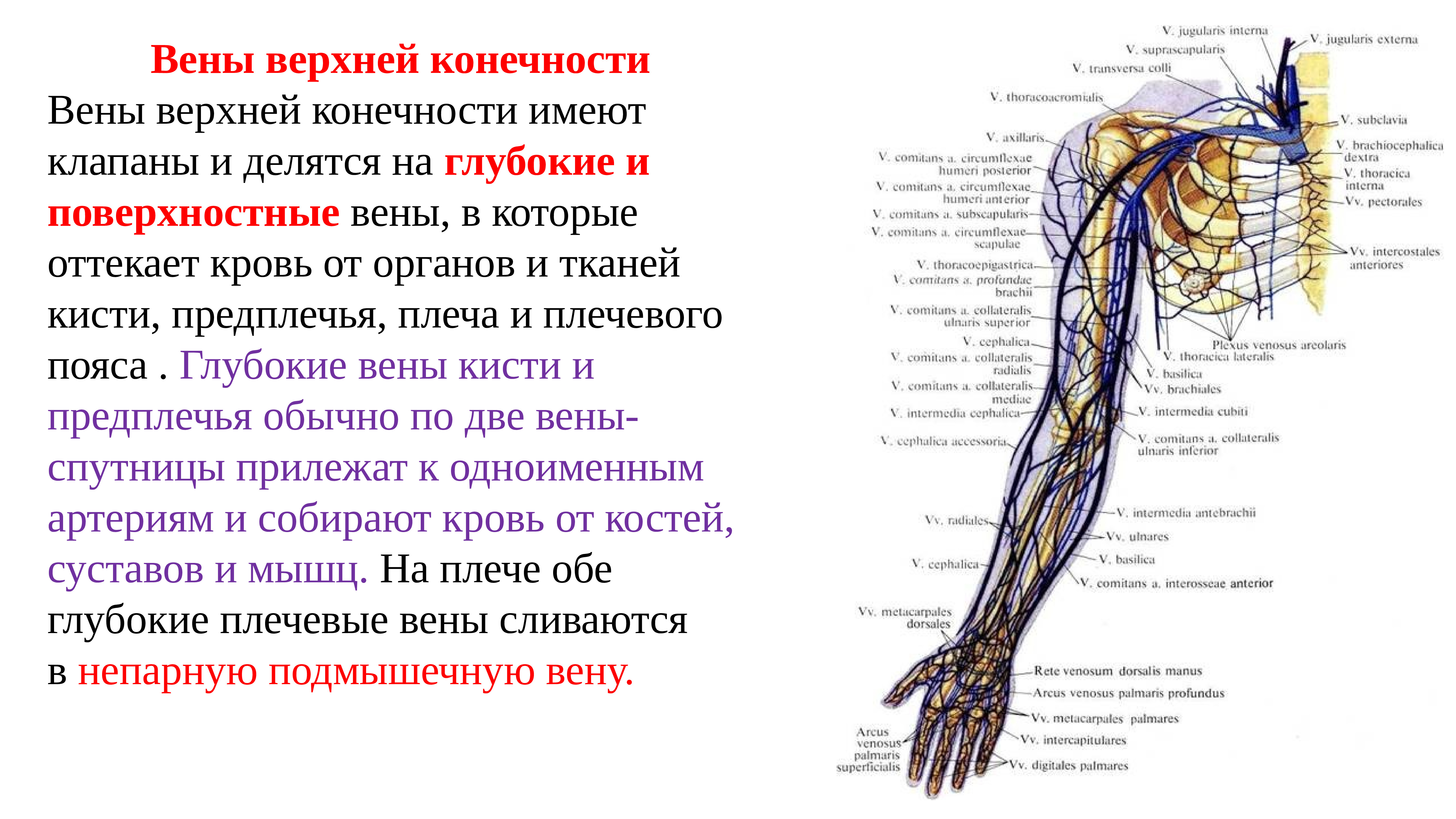 Кровообращение верхней конечности. Сосуды верхней конечности анатомия. Вены руки анатомия схема. Вены верхних конечностей УЗИ анатомия. Вены верхней конечности анатомия схема.