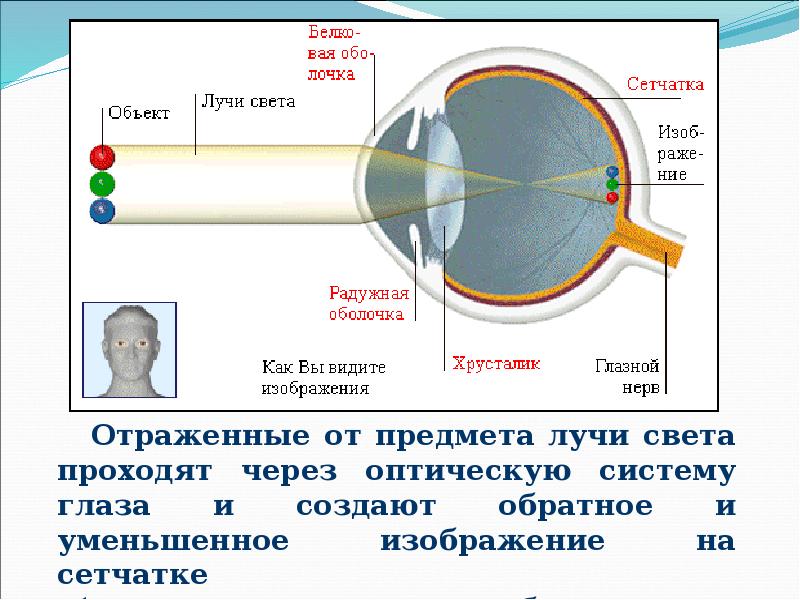 Где и какие изображения предметов дает оптическая система глаза ответ