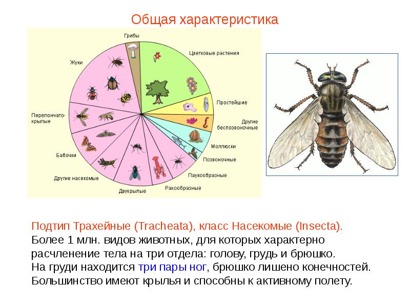 План характеристики насекомых