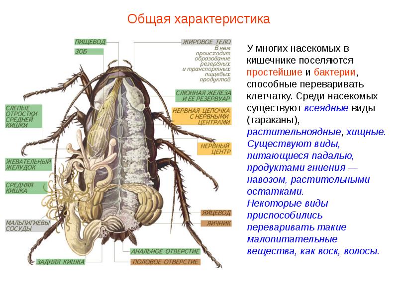 Общая характеристика насекомых презентация - 92 фото