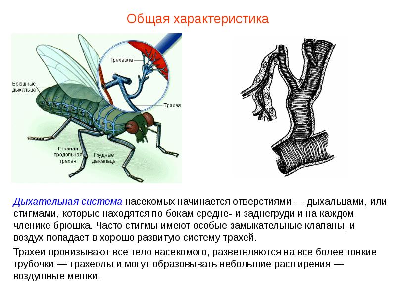 Дыхательная Система Насекомых Картинки