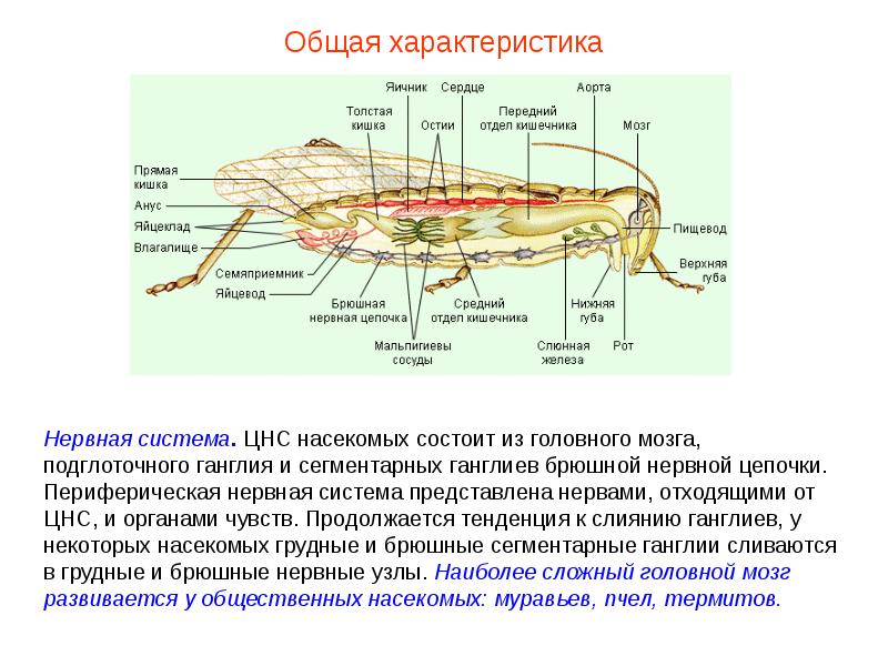 Общая характеристика насекомых презентация