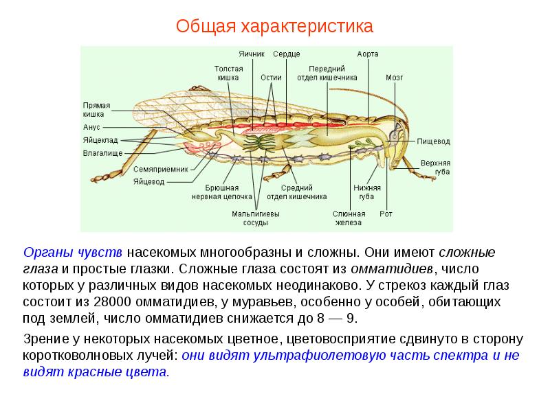 Класс насекомые общая. Внутреннее строение насекомых. Внутреннее строение мухи. Строение мухи органы. Класс насекомые органы чувств.