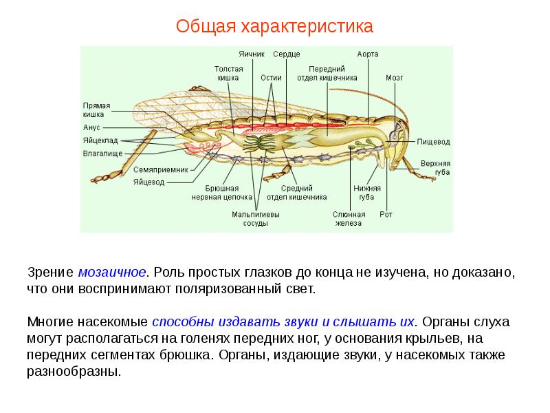 План характеристики насекомых