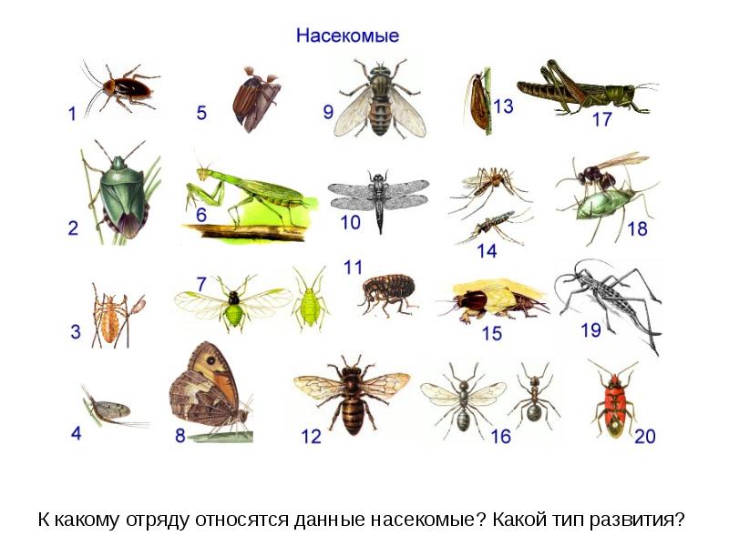 Нарисуй и напиши названия разных насекомых объясни что общего у всех насекомых