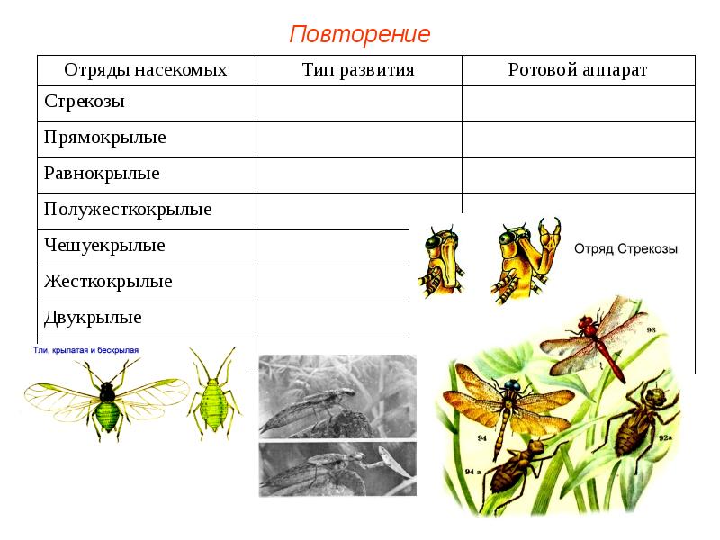 Отряды насекомых презентация 7 класс по биологии