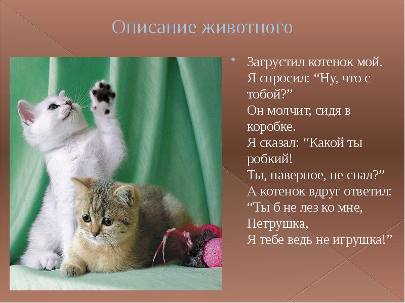 Описание кошки 4 класс