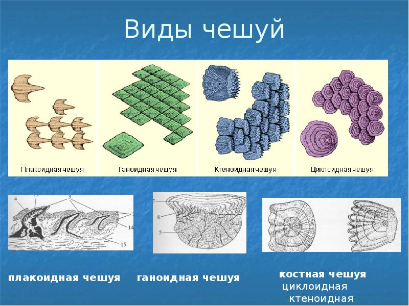 Циклоидная чешуя. Плакоидная и ганоидная чешуя. Ганоидная чешуя строение. Чешуя рыб плакоидная ганоидная. Плакоидная и циклоидная чешуя.