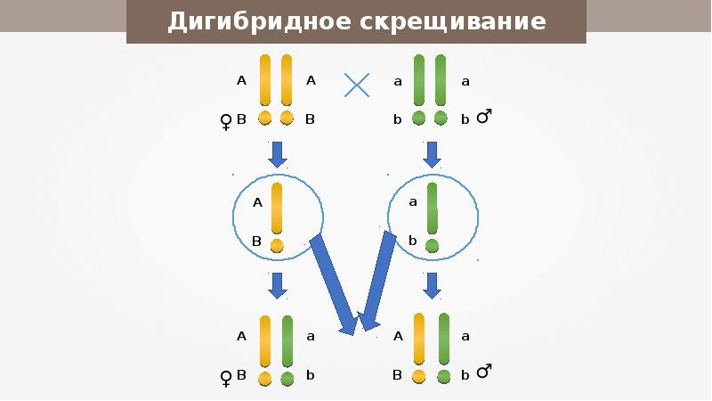 Полигибридное скрещивание презентация