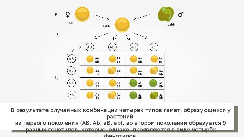 Карта менделя ярославской области