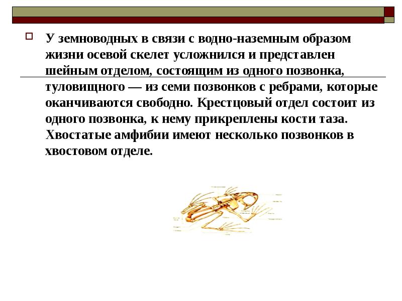 Наземный образ жизни ведут. У земноводных в связи с водно наземным образом жизни. Особенности скелета связанные с наземным образом жизни.