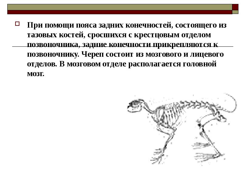 Скелет пояса задних конечностей млекопитающих. Строение пояса передних конечностей у млекопитающих. Пояс передних конечностей у млекопитающих. Пояс задних конечностей у млекопитающих.