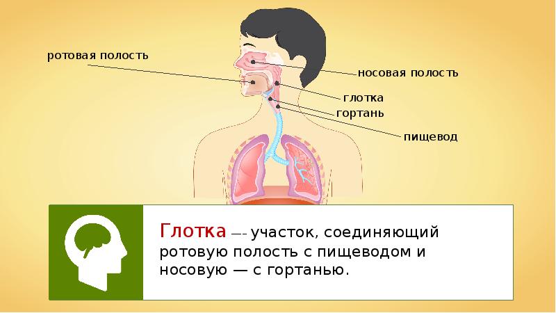 Дыхательные пути и пищевод схема