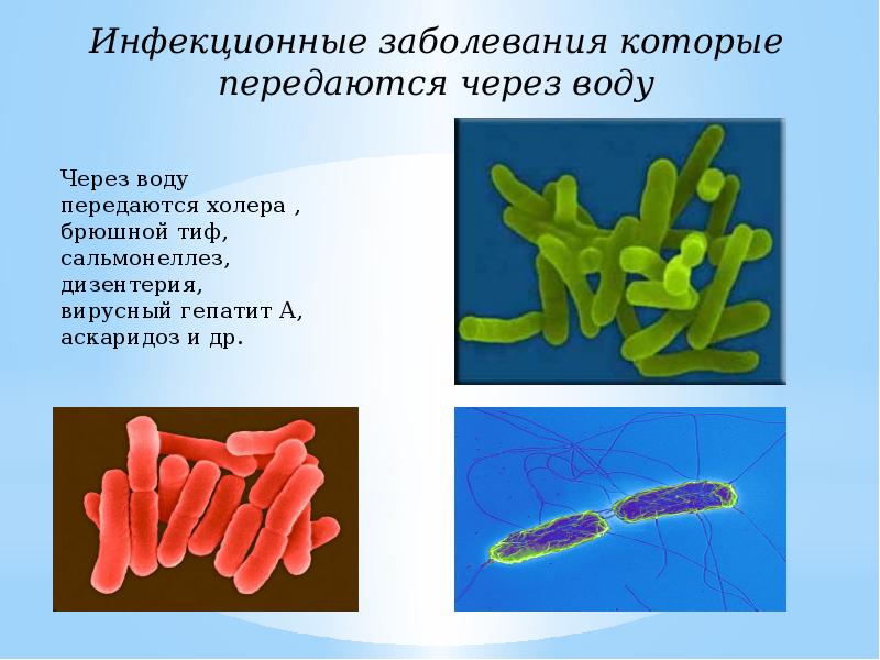 Заболевания передающиеся через воду презентация