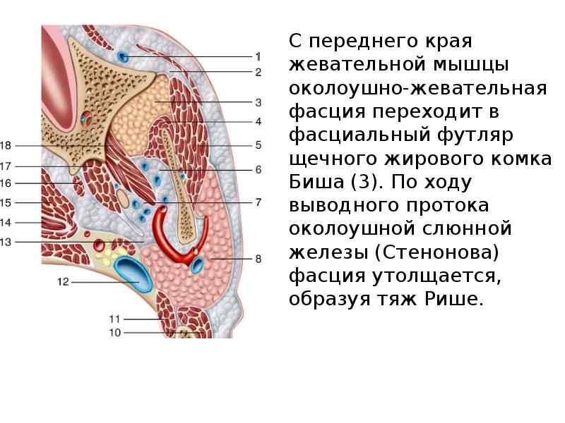 Слабые места околоушной железы капсулы