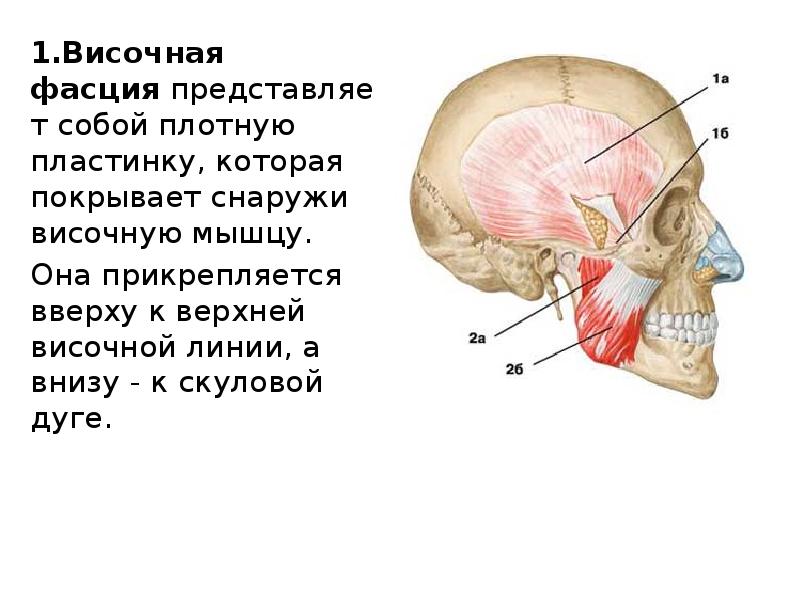 Височно теменная. Височная мышца челюстно лицевой системы. Височно теменная фасция. Височная фасция головы функции. Листок височной фасции.