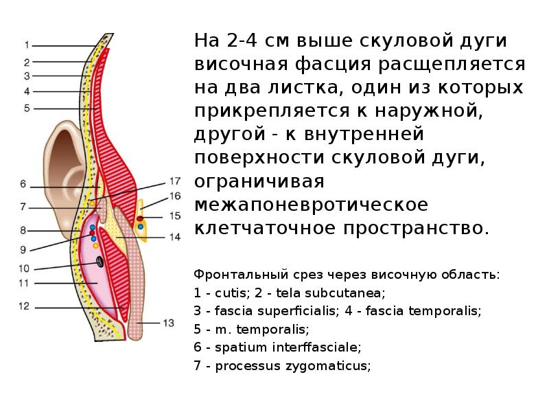 Клетчаточные пространства средостения. Клетчаточные пространства средостения