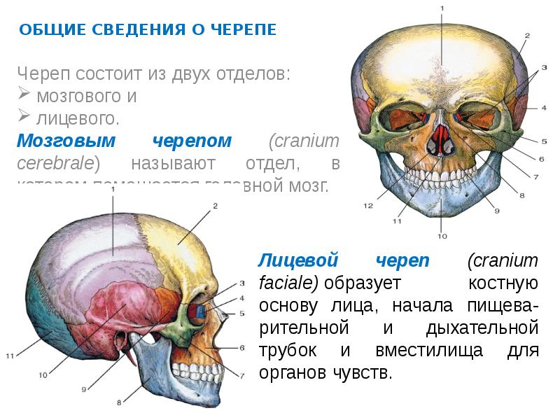 Мозговой череп представлен. Мозговой череп состоит. Отделы черепа анатомия. Лицевой череп состоит. Лицевой отдел черепа состоит из.