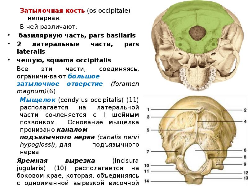 Выйная линия затылочной кости в картинках