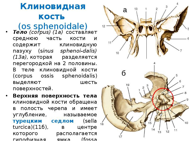 Схема клиновидная кость