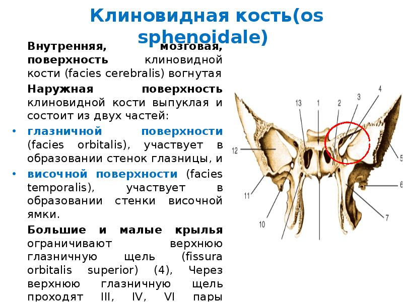 Внутренняя поверхность костей. Крыловидный отросток клиновидной кости. Гребень крыла клиновидной кости. Клиновидная кость черепа нервы. Клиновидный отросток анатомия.