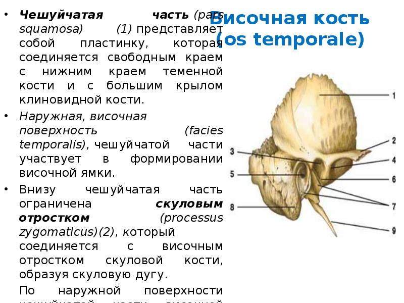 Череп человека височная кость. Височная кость барабанно Чешуйчатая щель. Чешуйчатая кость черепа височная часть анатомия. Чешуйчатая кость височной кости. Структуры Чешуйчатая часть височной кости.