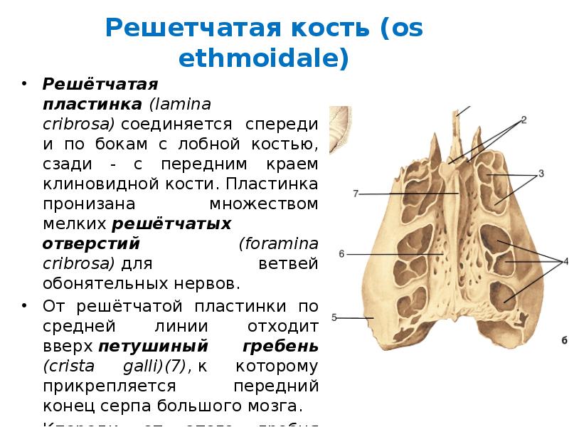 Решетчатая кость. Lamina cribrosa – решетчатая пластинка. Решётчатая кость вид справа и спереди. Решетчатая кость (os ethmoidale). Lamina cribrosa решетчатой кости.