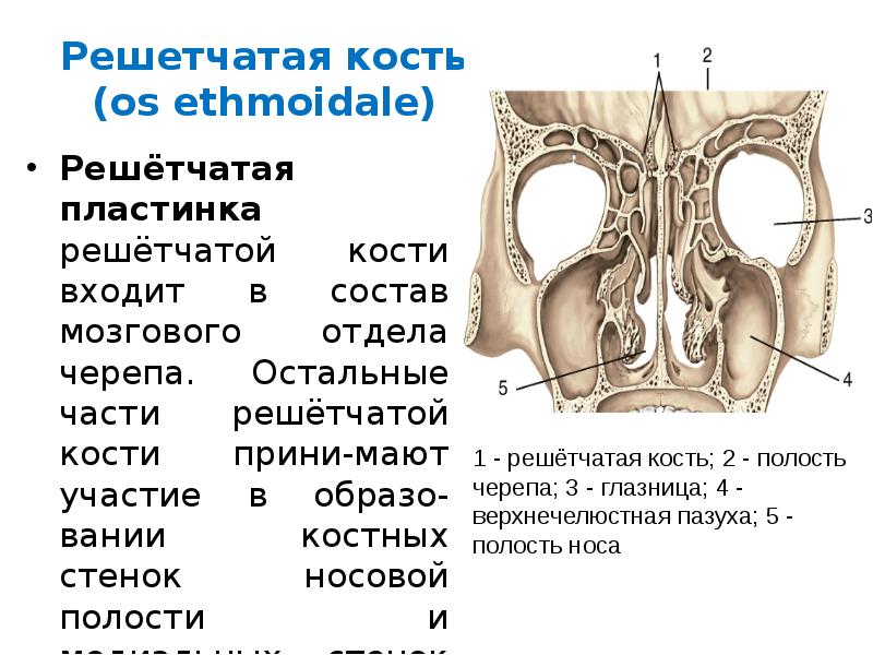 Продырявленная пластинка решетчатой кости. Решетчатая пластинка решетчатой кости. Os ethmoidale решетчатая пластинка. Решётчатая пластинка кость черепа. Решетчатая кость медунивер.