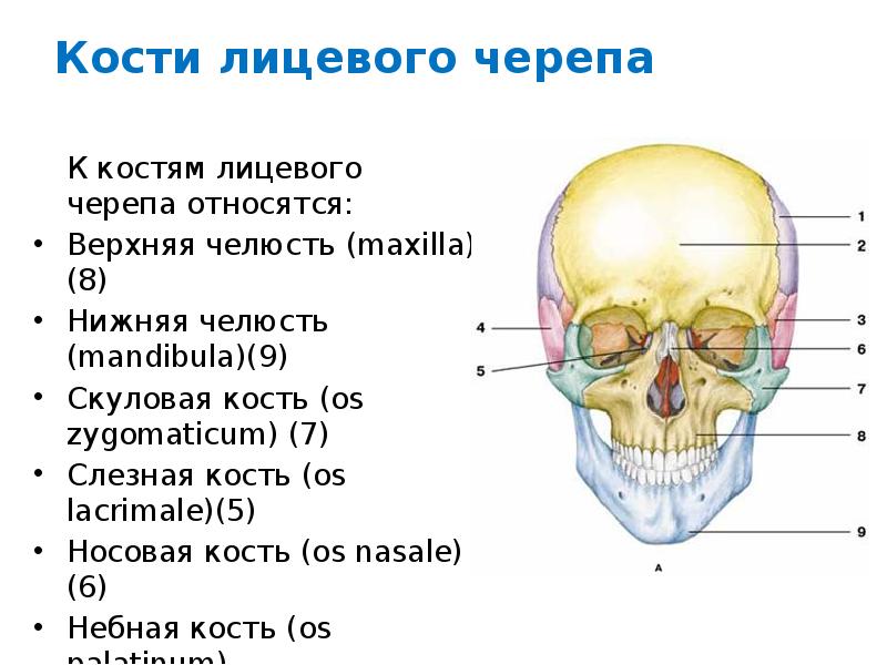 Костями черепа являются. Перечислите кости лицевого черепа. Кости черепа слезная кость. Кости лицевого отдела черепа человека анатомия. Носовая кость лицевого черепа.