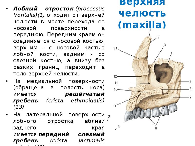 Отростки верхней челюсти