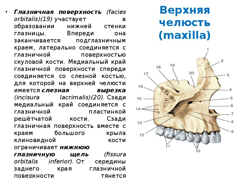 Медиальная стенка верхней челюсти