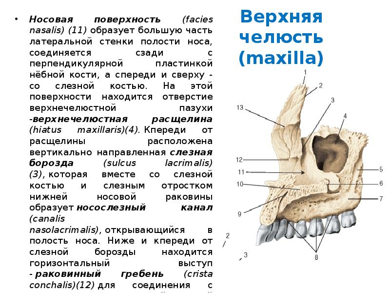 Образует верхний. Носовая поверхность верхней челюсти. Носовая поверхность верхней челюсти анатомия. Медиальная стенка верхней челюсти. Небная кость латеральная стенка носовой полости.