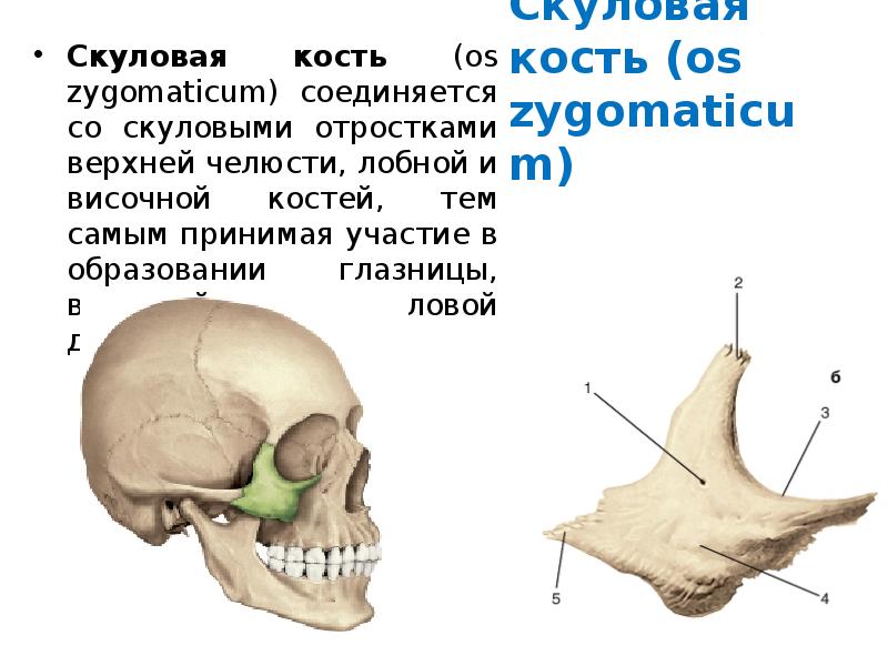 Скуловая дуга картинки